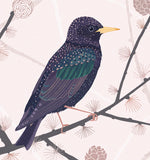 Lade das Bild in den Galerie-Viewer, Postkarte Star
