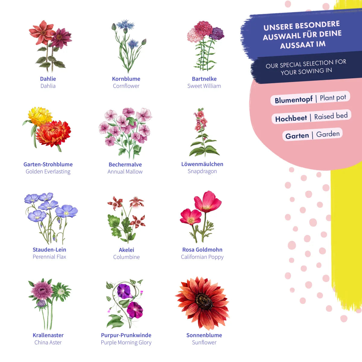 Blumensamen - 12 samenfeste wilde & farbenfrohe Blumensorten