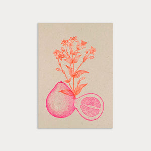 Postkarte Pomelo
