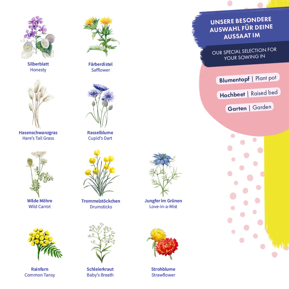 Trockenblumen - 10 unvergänglich & schön Saatgutset