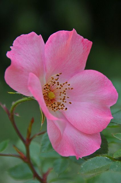 Himbeere & Rose