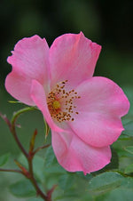 Lade das Bild in den Galerie-Viewer, Himbeere &amp; Rose
