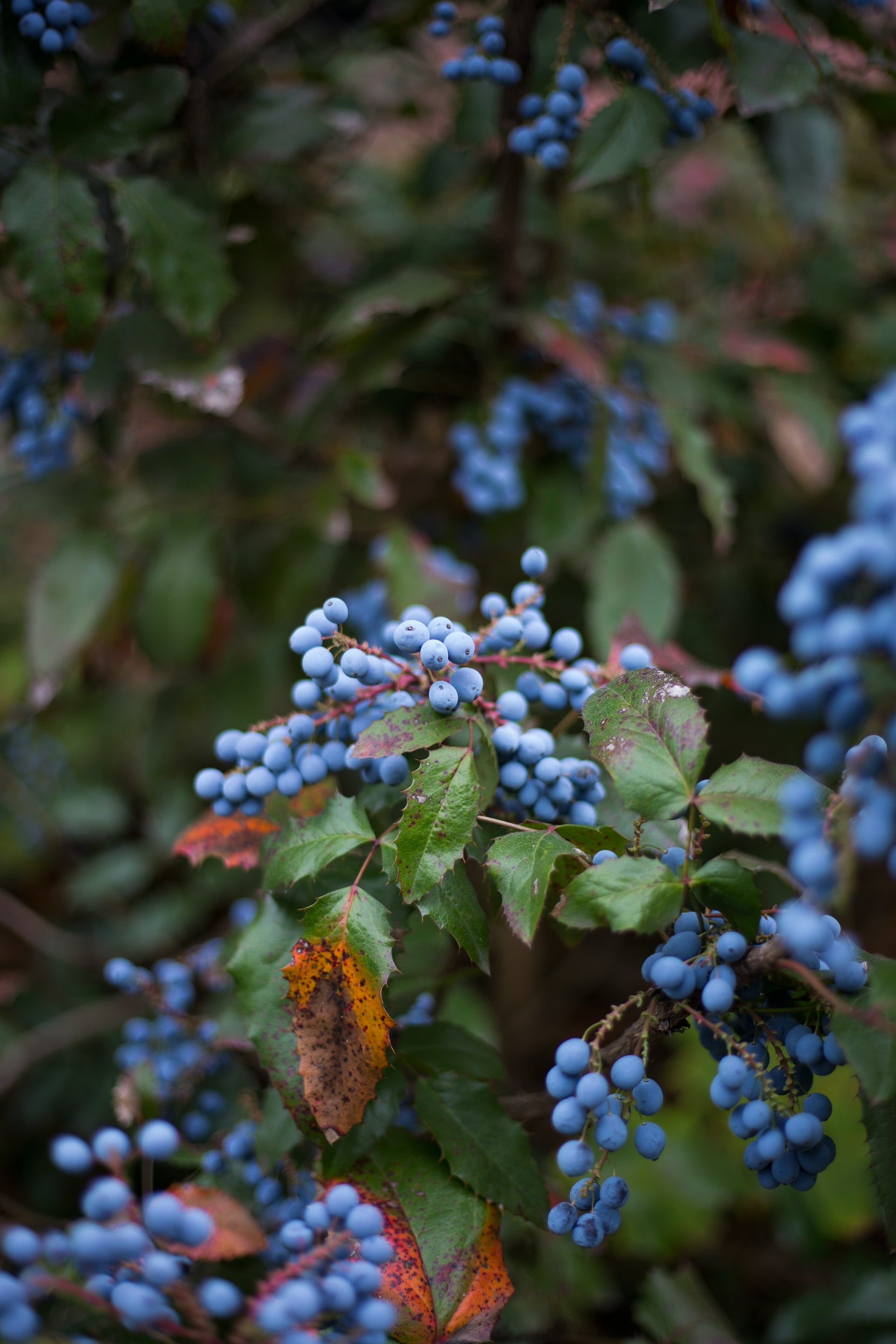 Blueberry & lavender