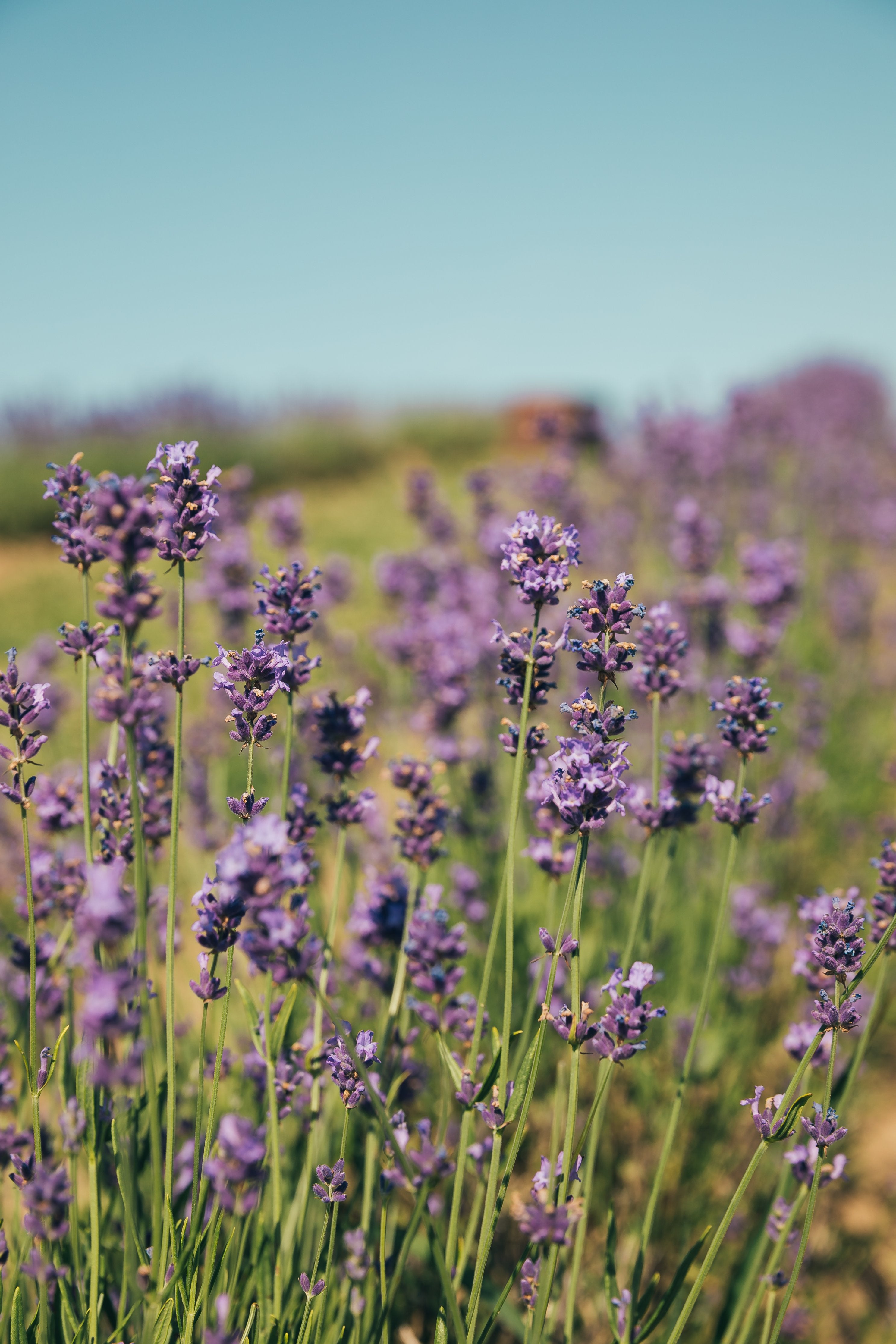 Blueberry & lavender