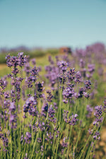 Load image into Gallery viewer, Blueberry &amp; lavender
