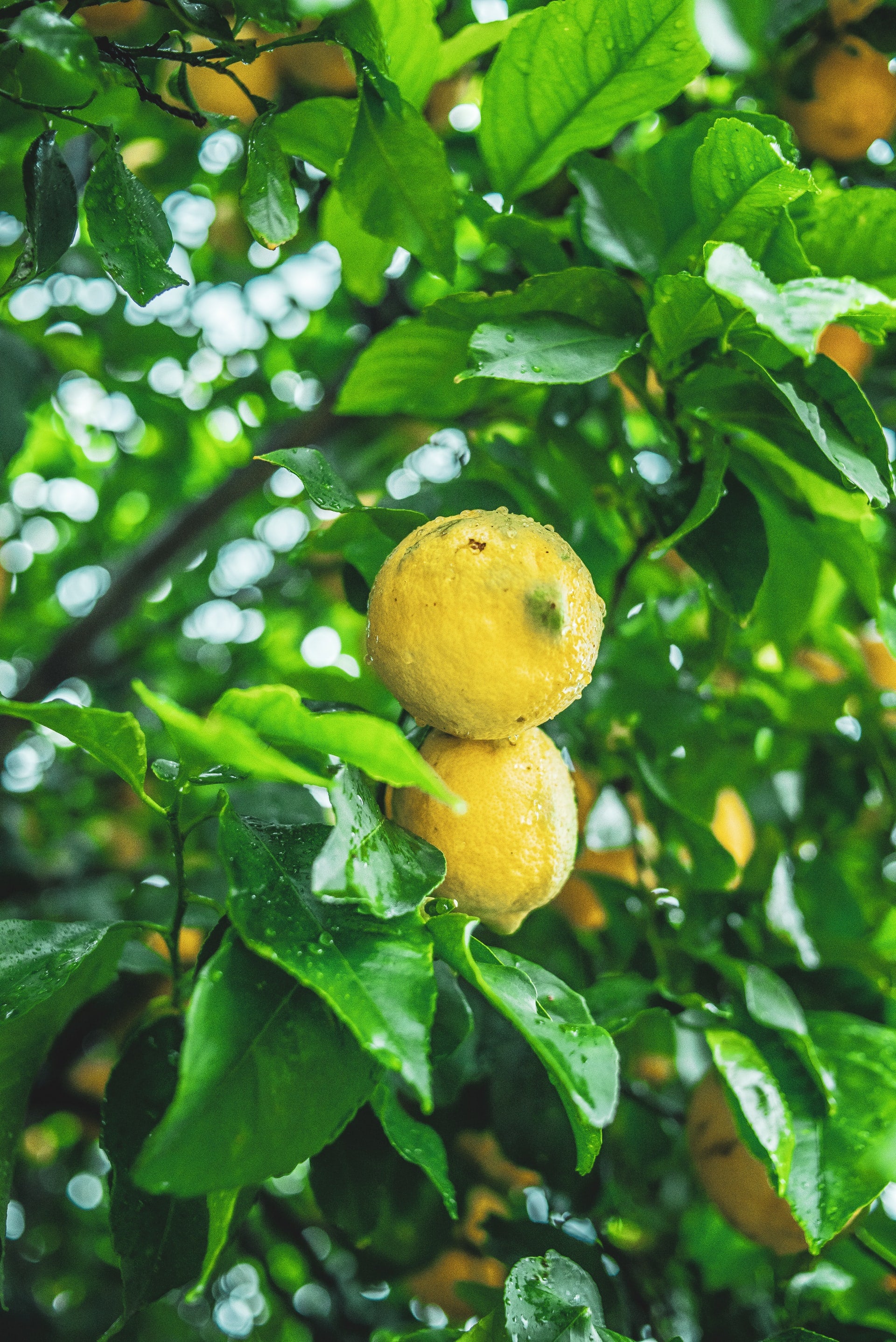 Lemon Curd 120g VEGAN