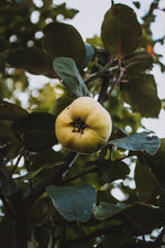 Lade das Bild in den Galerie-Viewer, Quitten-Citrus-Creme
